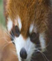 Jigsaw: Redpanda